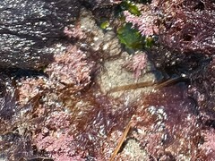 Corallina officinalis