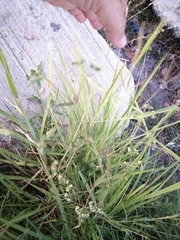 Euphorbia lasiocarpa