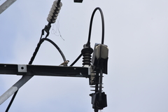 Passer domesticus indicus