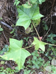 Aleurites moluccanus