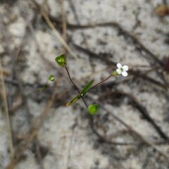 Phyllangium divergens