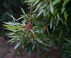 Salix mucronata