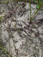 Phyllangium divergens