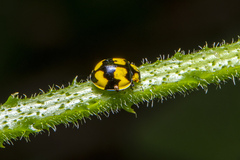 Illeis galbula