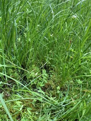 Cardamine holmgrenii