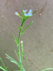 Cardamine holmgrenii