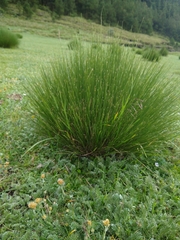 Poa cita