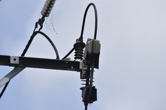 Passer domesticus indicus