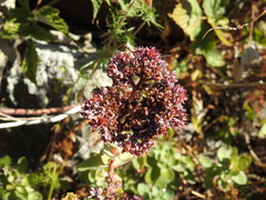 Hylotelephium anacampseros