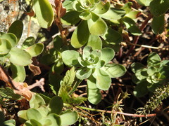 Hylotelephium anacampseros