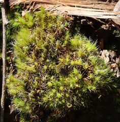 Campylopus introflexus