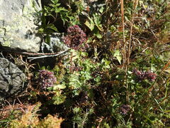 Hylotelephium anacampseros