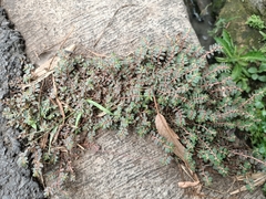 Euphorbia thymifolia