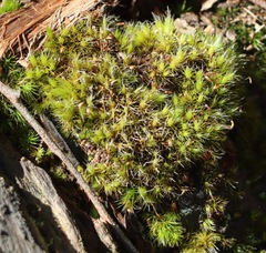 Campylopus introflexus