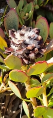Leucadendron arcuatum