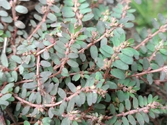 Euphorbia thymifolia