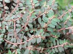 Euphorbia thymifolia