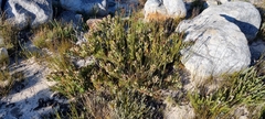 Leucadendron arcuatum