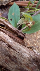 Chiloglottis triceratops