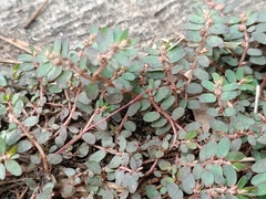 Euphorbia thymifolia