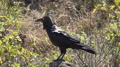 Corvus coronoides