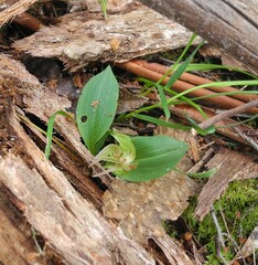 Chiloglottis triceratops