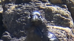Corvus coronoides