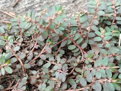 Euphorbia thymifolia