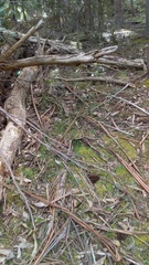 Chiloglottis triceratops