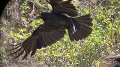 Corvus coronoides