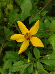 Bidens ostruthioides