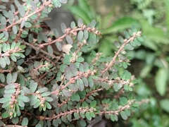 Euphorbia thymifolia