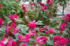 Celosia spicata