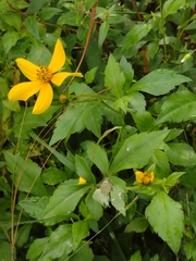 Bidens ostruthioides