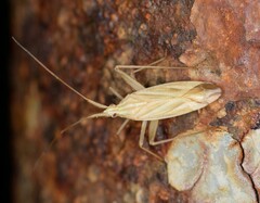 Miridius quadrivirgatus