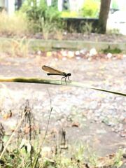 Heliocypha fenestrata