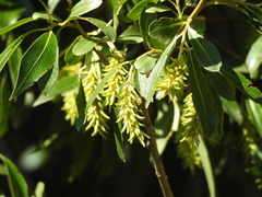 Salix pentandra