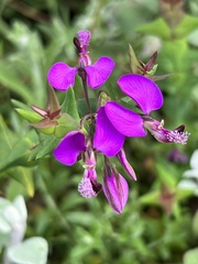 Polygala fruticosa