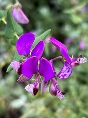 Polygala fruticosa