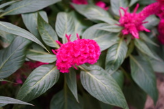 Celosia spicata