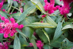 Celosia spicata