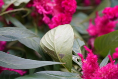 Celosia spicata