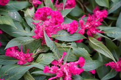 Celosia spicata