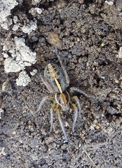 Artoriopsis expolita
