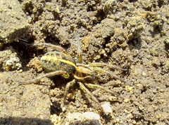 Artoriopsis expolita
