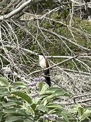 Centropus superciliosus burchellii