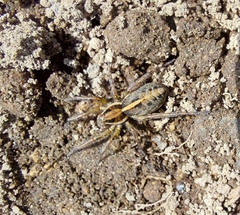 Artoriopsis expolita