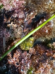 Acanthinucella spirata