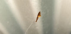 Uloboridae