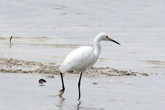 Egretta garzetta nigripes